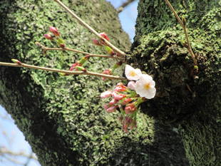 富岡総合公園桜開花情報【3月27日号】