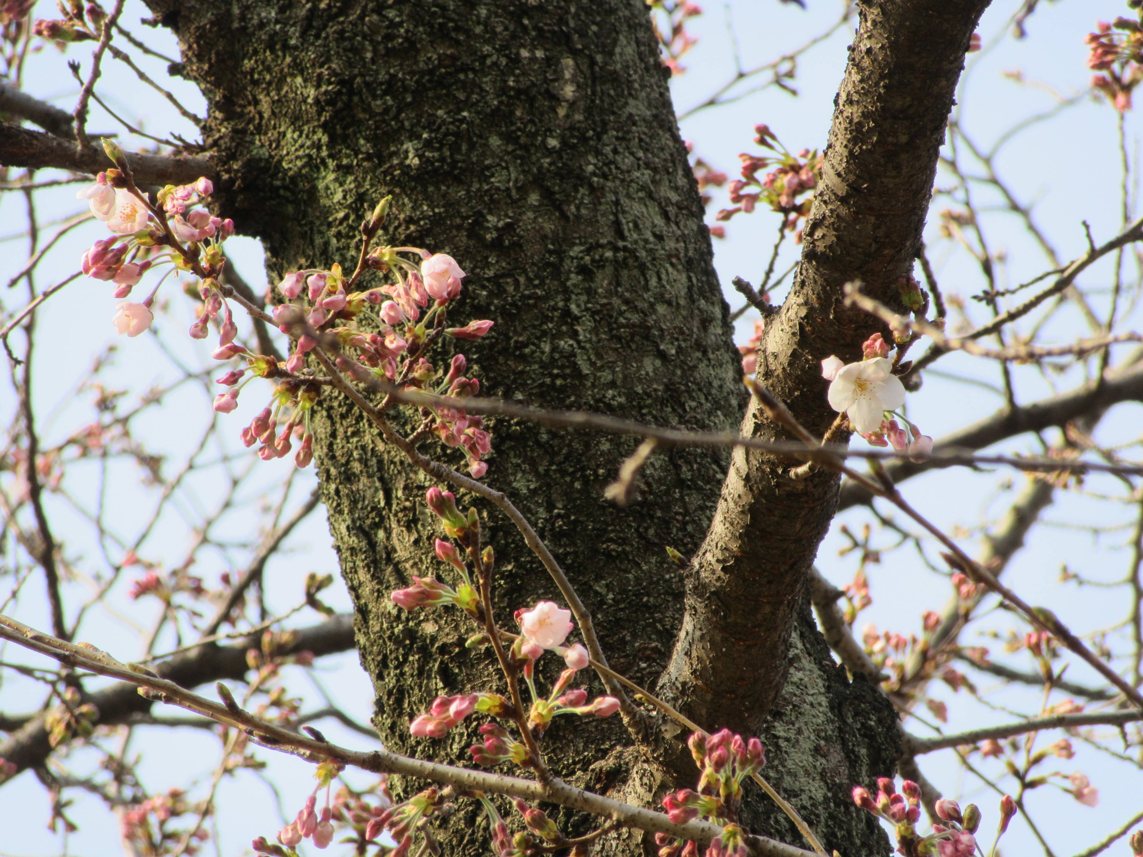 富岡総合公園桜開花情報【3月30日号】の写真