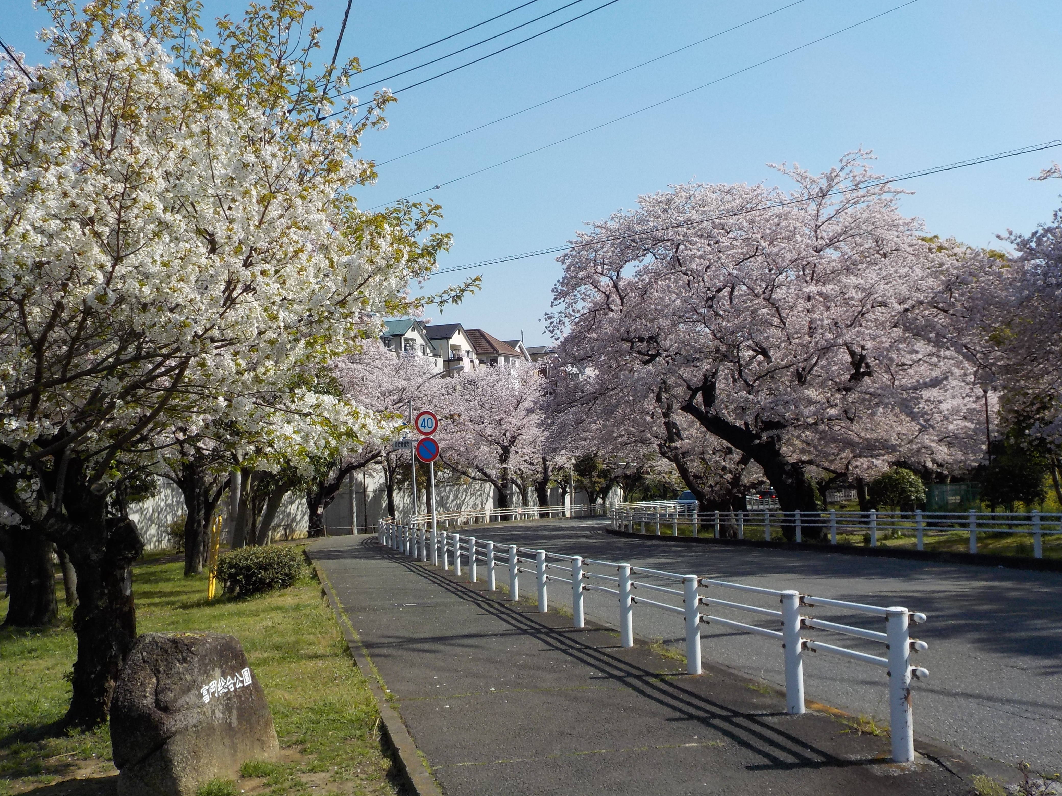 富岡総合公園桜開花情報【4月14日号】の写真