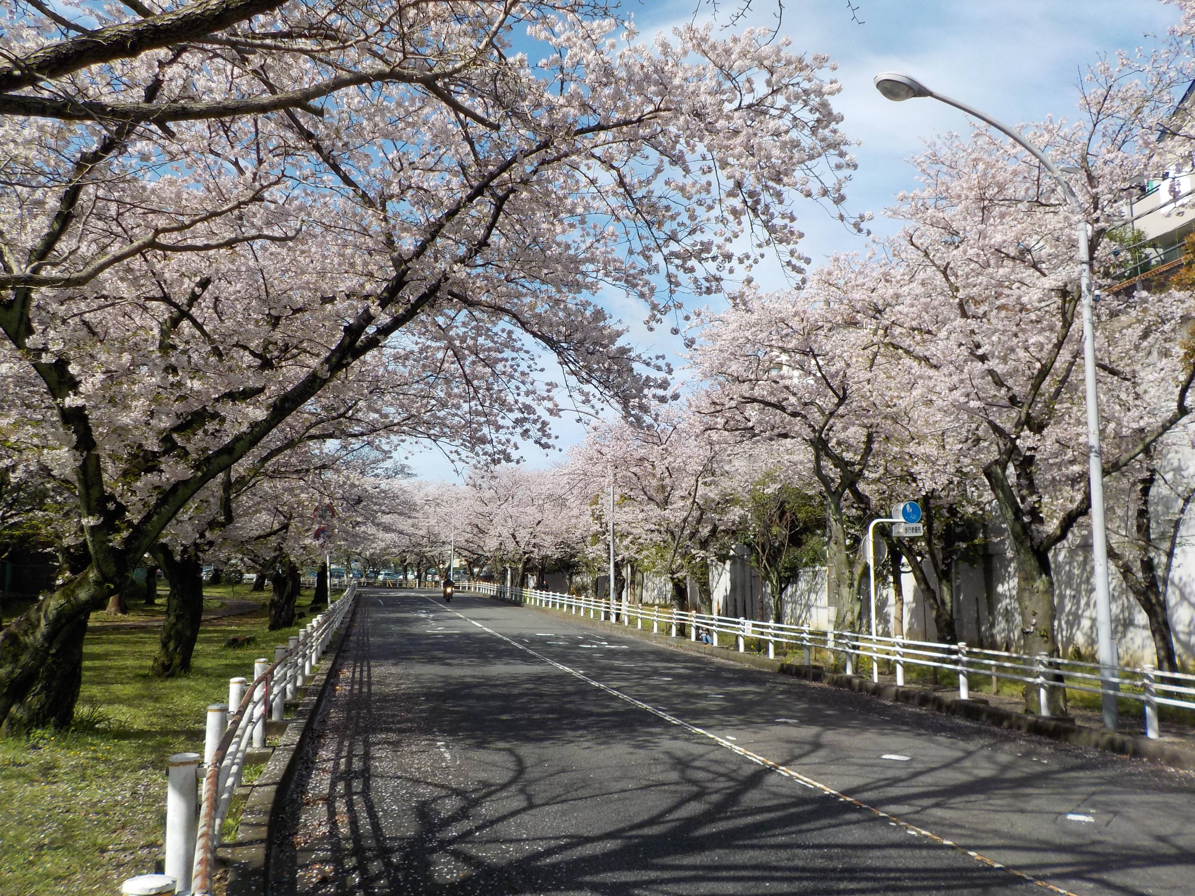 富岡総合公園桜開花情報【4月12日号】の写真