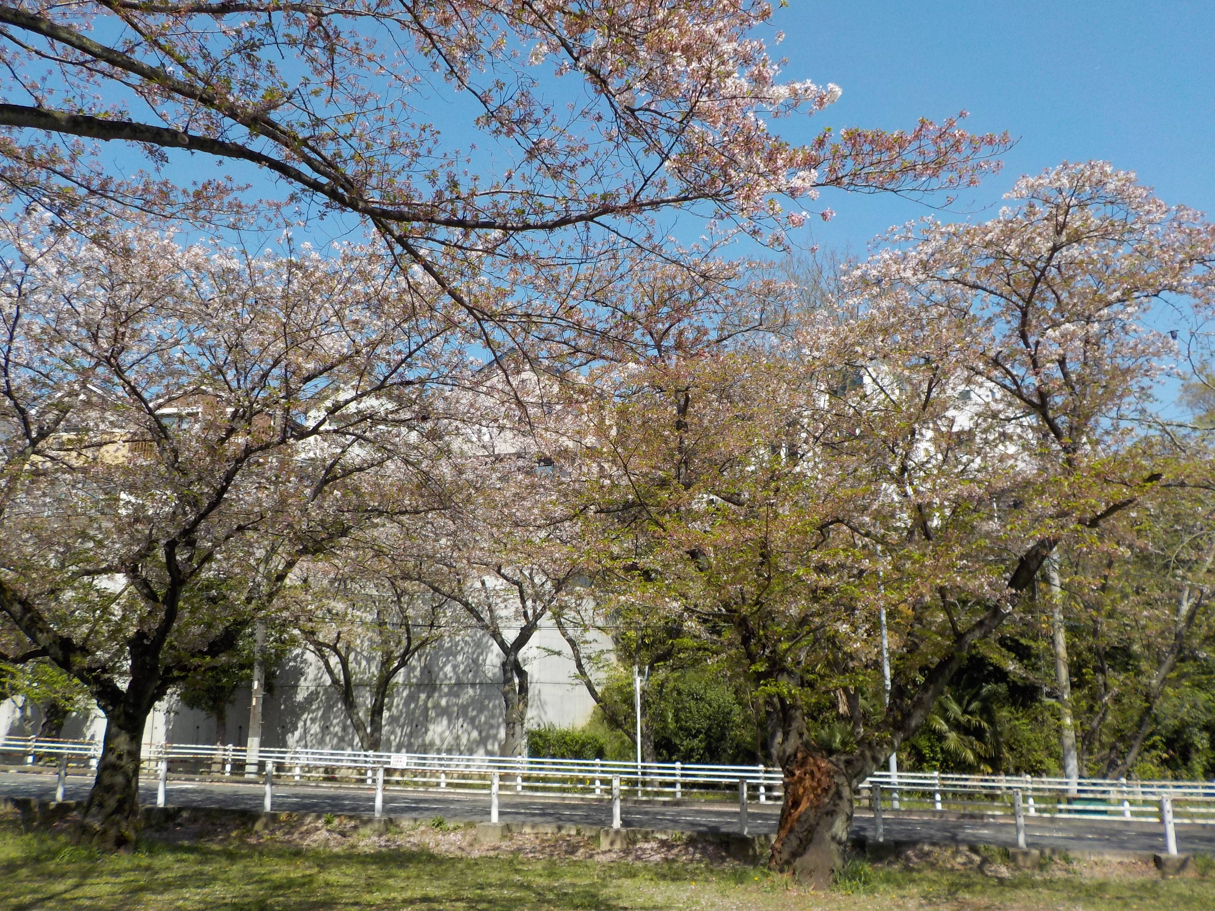 富岡総合公園桜開花情報【4月16日号】の写真