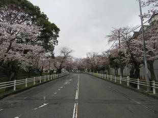 富岡総合公園桜開花情報【4月7日号】