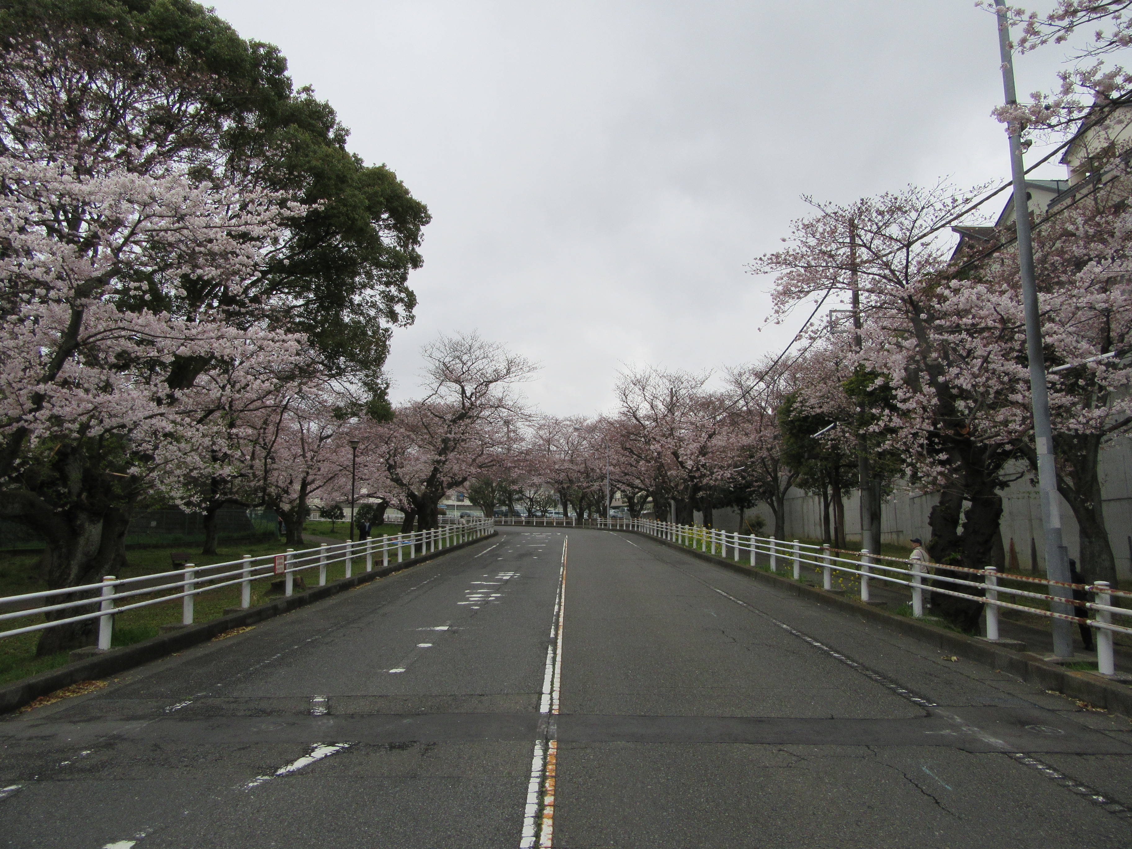 富岡総合公園桜開花情報【4月7日号】の写真