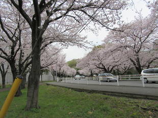 富岡総合公園桜開花情報【4月10日号】