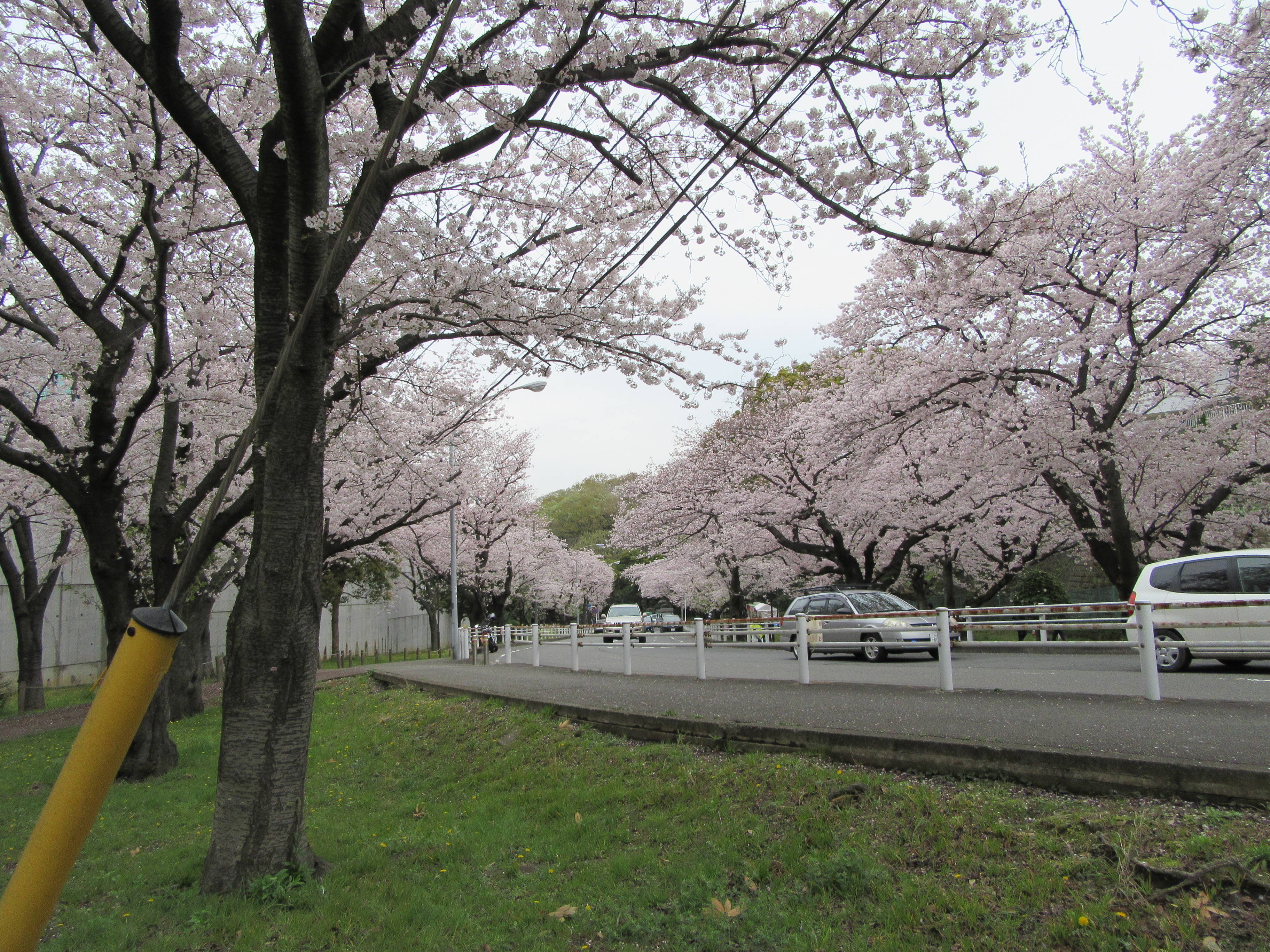 富岡総合公園桜開花情報【4月10日号】の写真