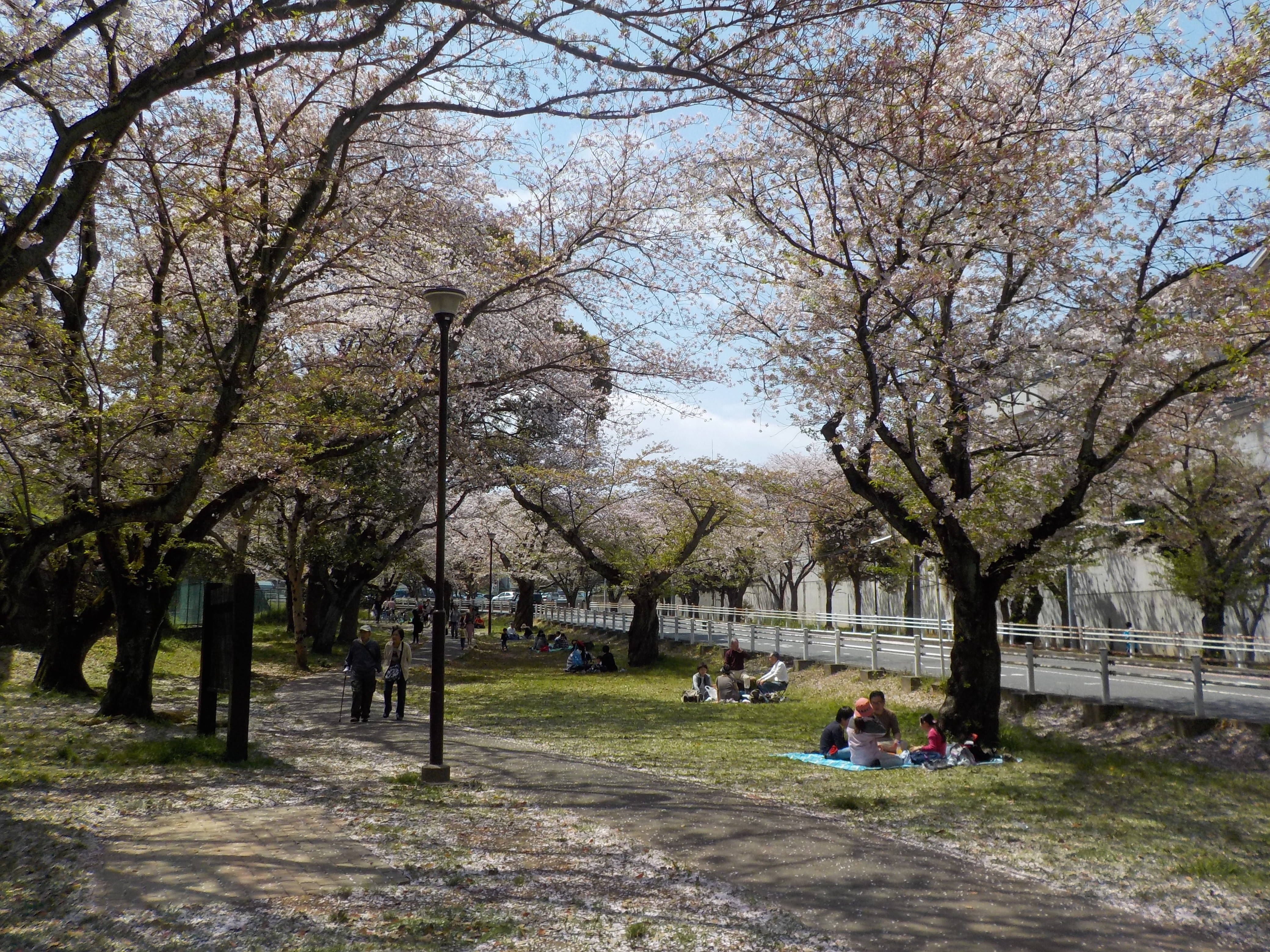 富岡総合公園桜開花情報【4月15日号】の写真