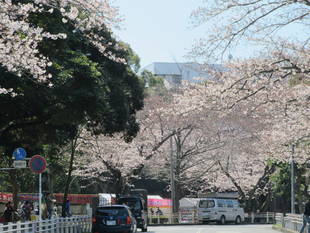 富岡総合公園桜開花情報【4月5日号】