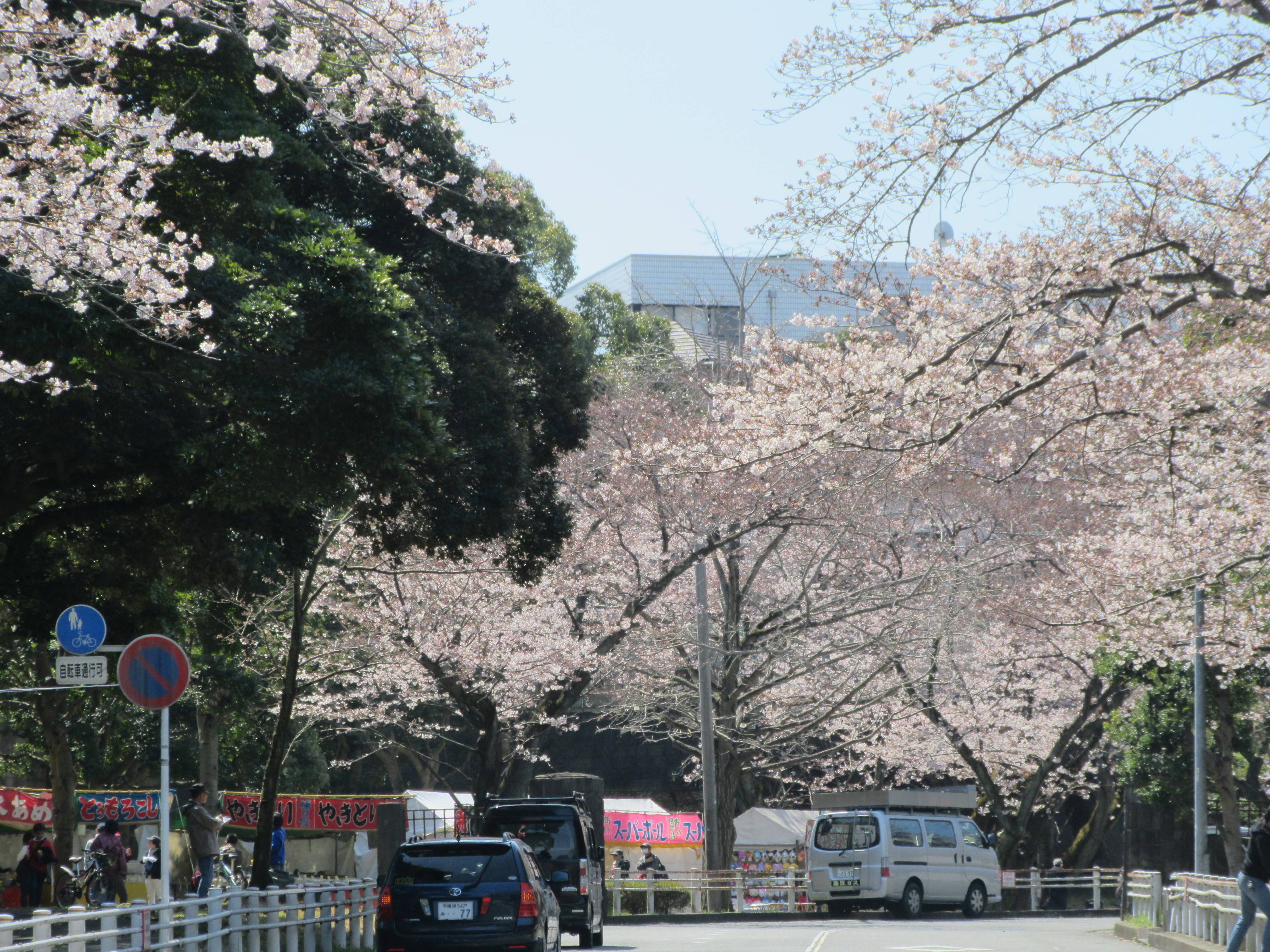 富岡総合公園桜開花情報【4月5日号】の写真
