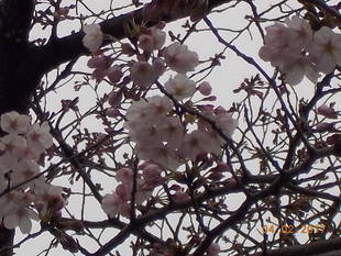 富岡総合公園桜開花情報【4月2日号】