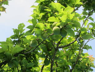 梅もぎ「平成２９年５月２２日（月）」