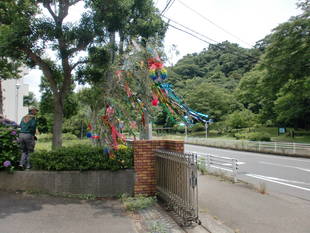 七夕の飾りつけ