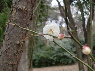 梅花（浜空上広場）