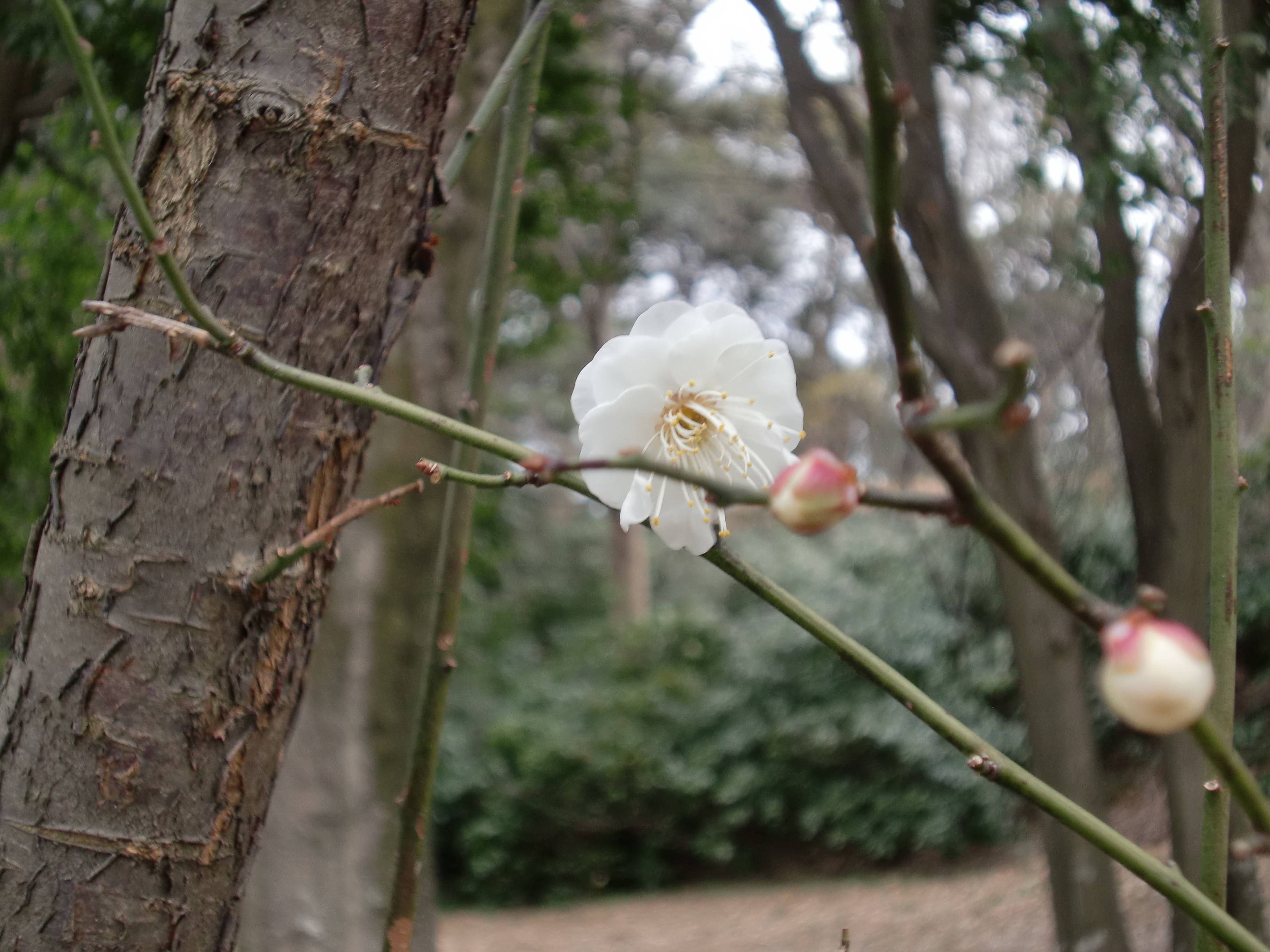梅花（浜空上広場）の写真
