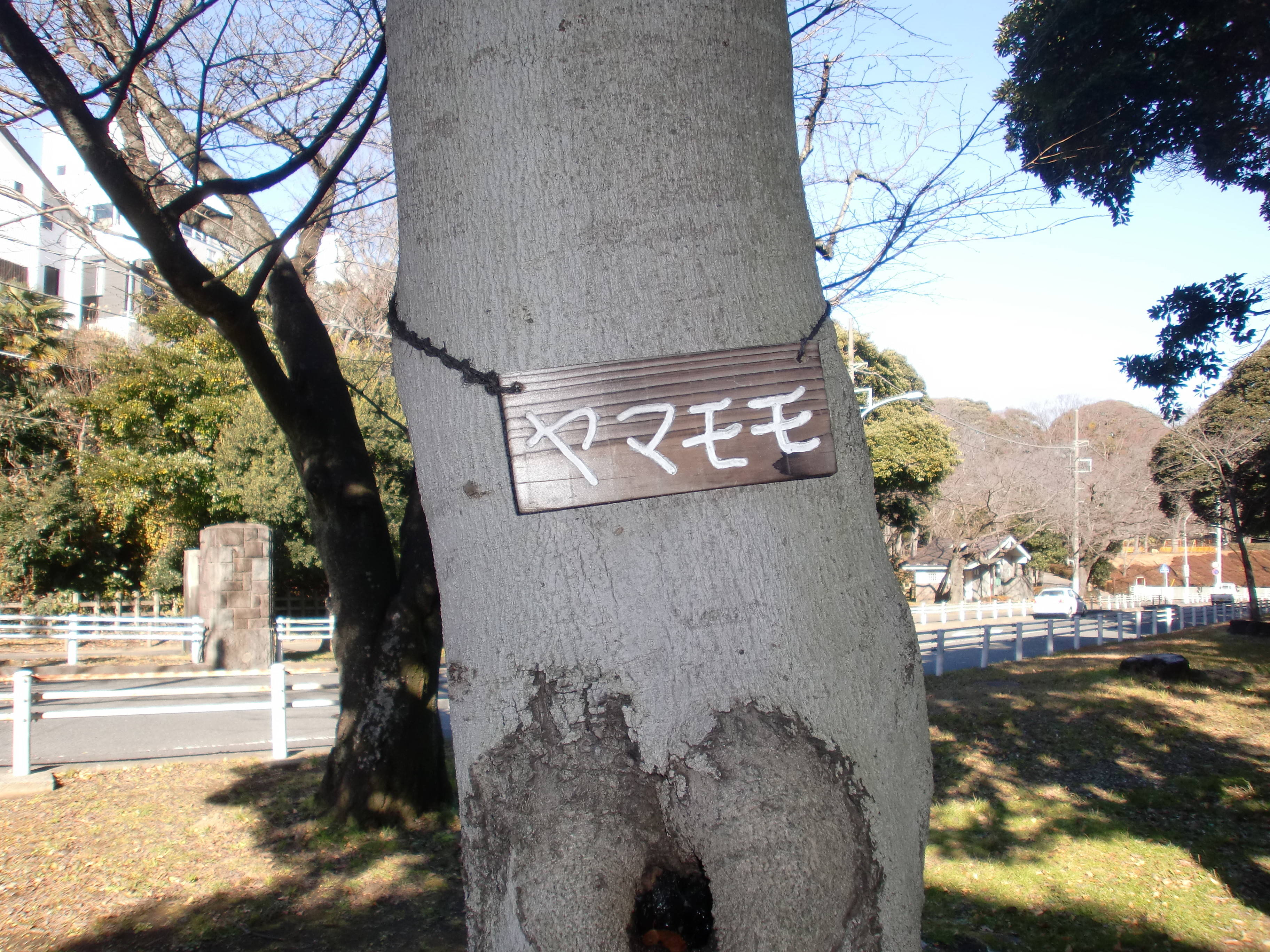 樹木さがし②の写真