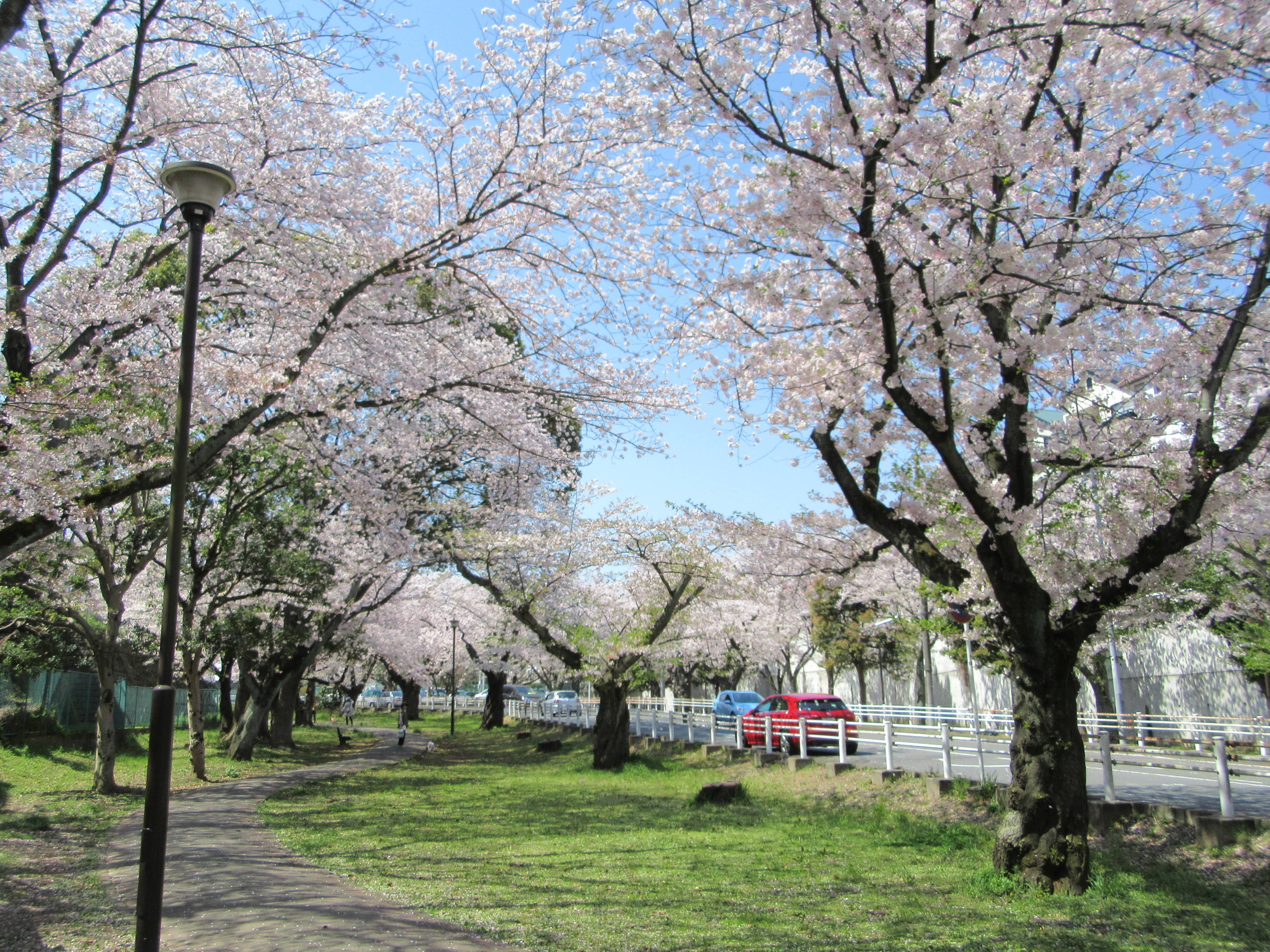 富岡総合公園の桜並木をお楽しみに!の写真