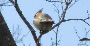 ヒレンジャクが訪れています