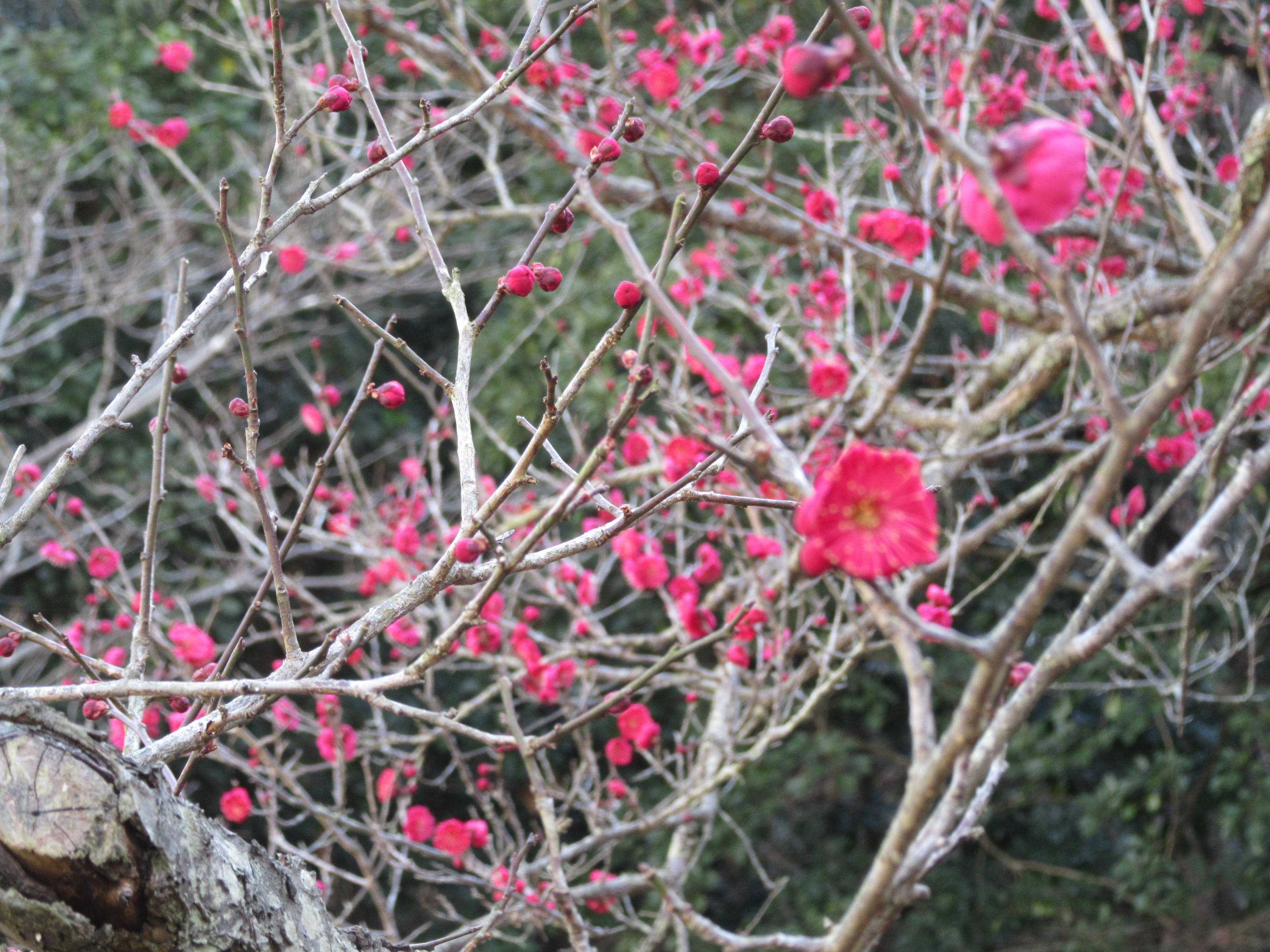 梅林の開花状況の写真