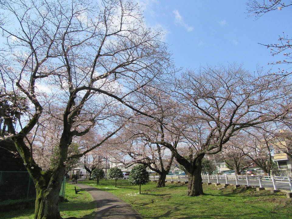 富岡総合公園桜開花情報【3月24日】の写真
