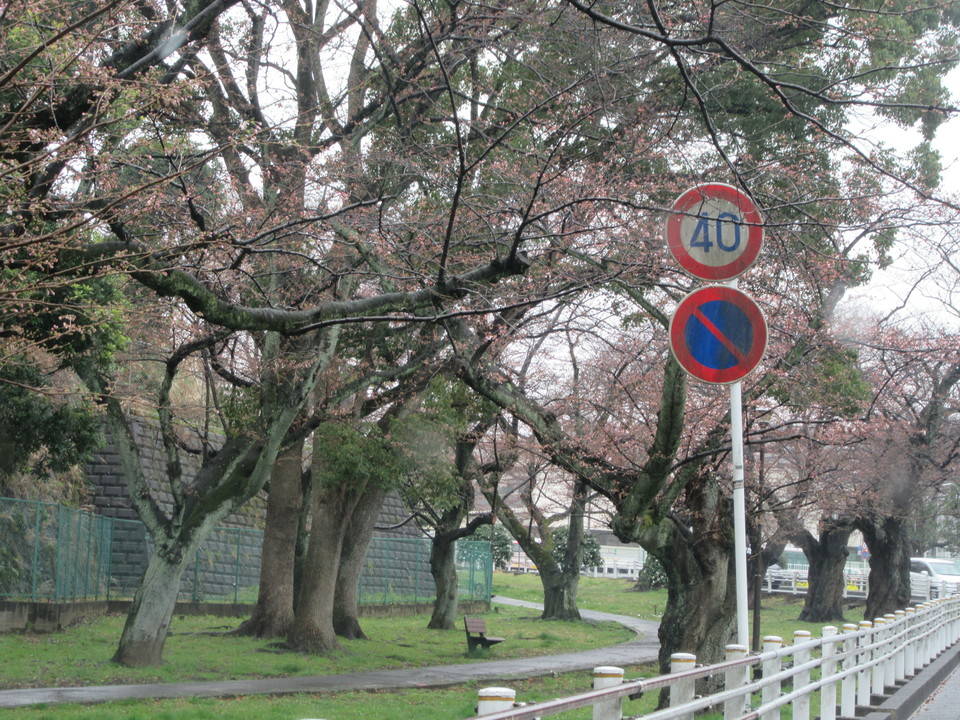 富岡総合公園桜開花情報【3月20日】の写真