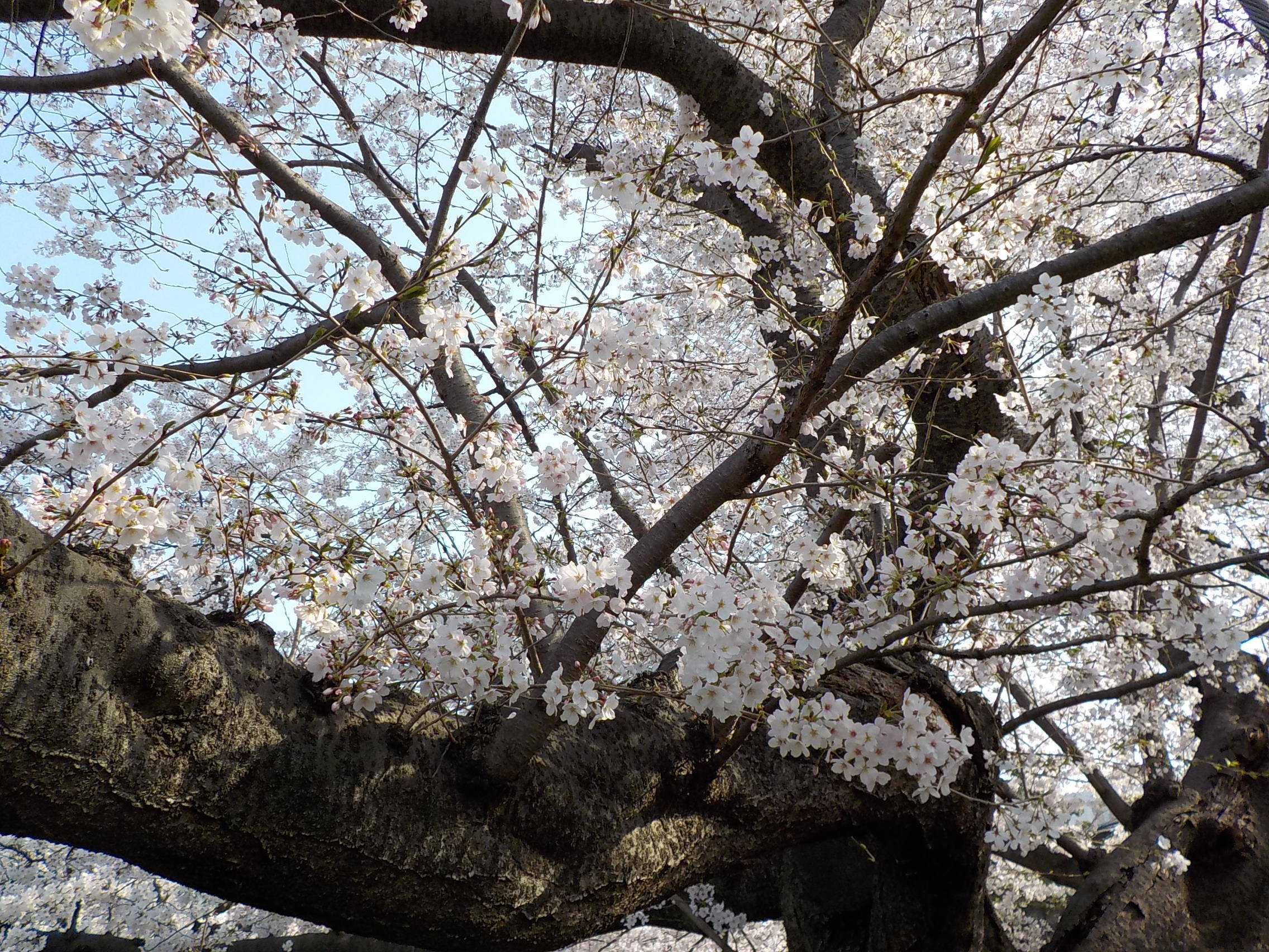 富岡総合公園桜開花情報【3月28日】の写真