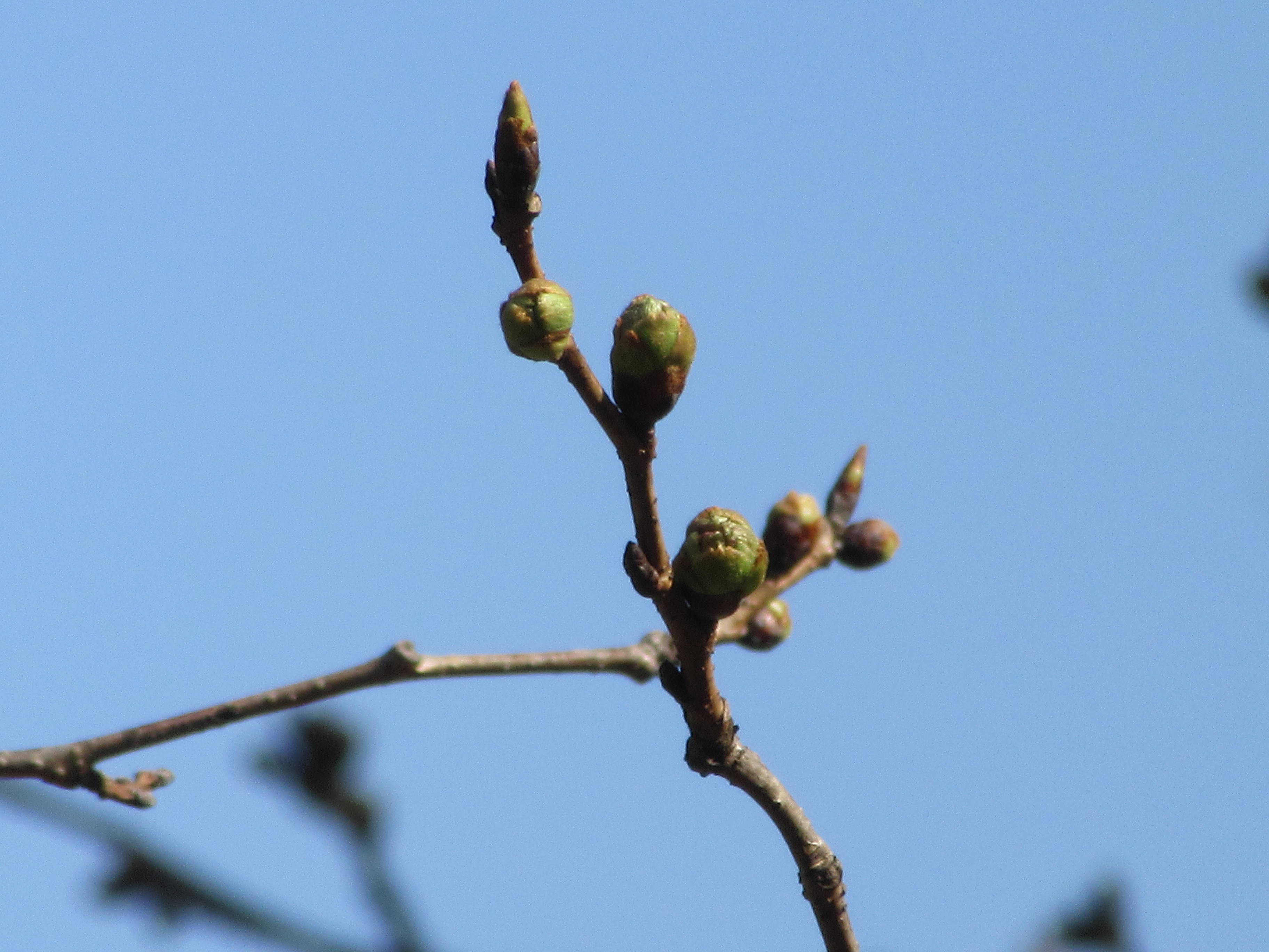 桜開花情報（富岡総合公園桜並木）【３月13日号】の写真