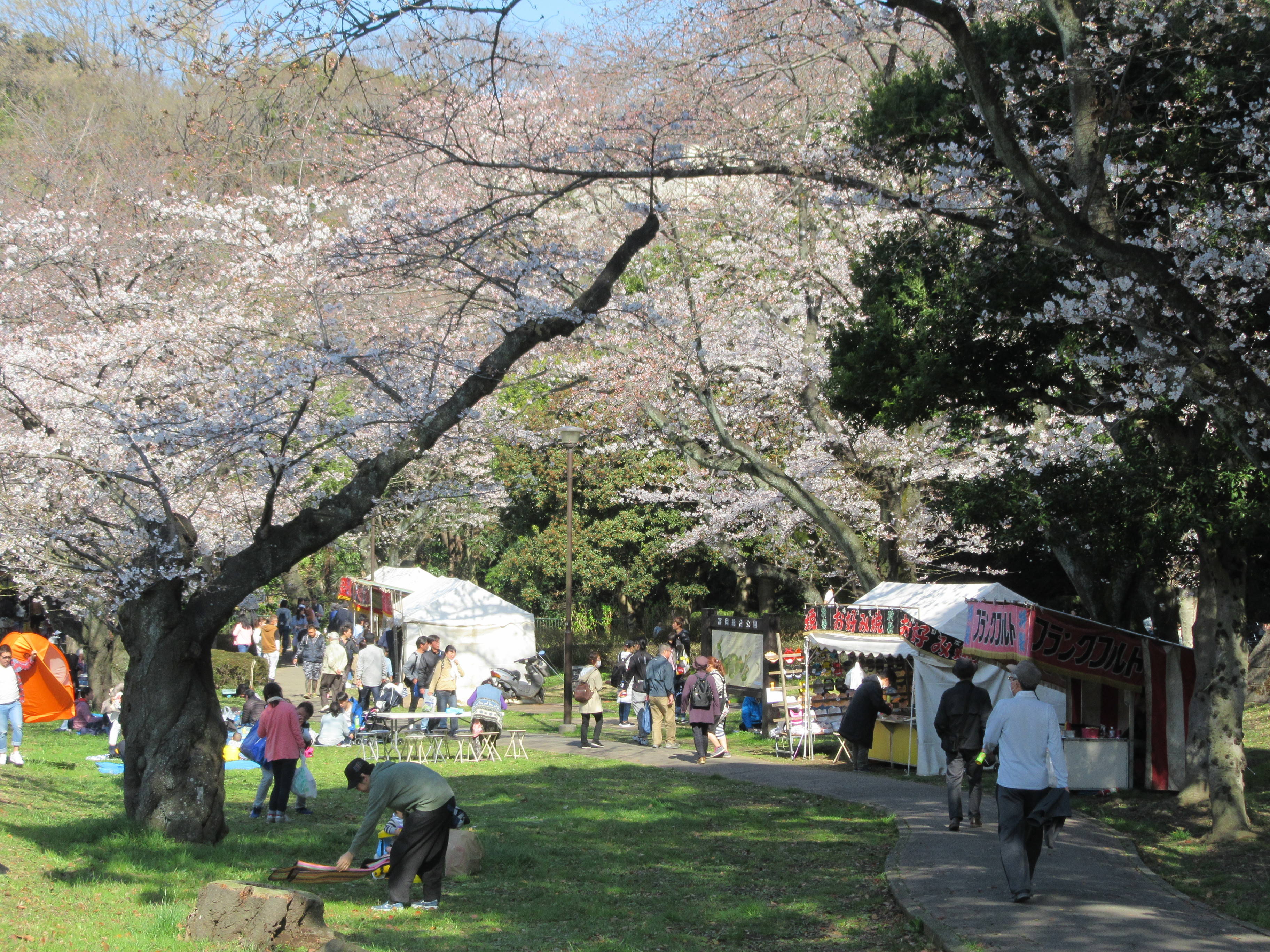 富岡総合公園桜開花情報【3月25日】の写真