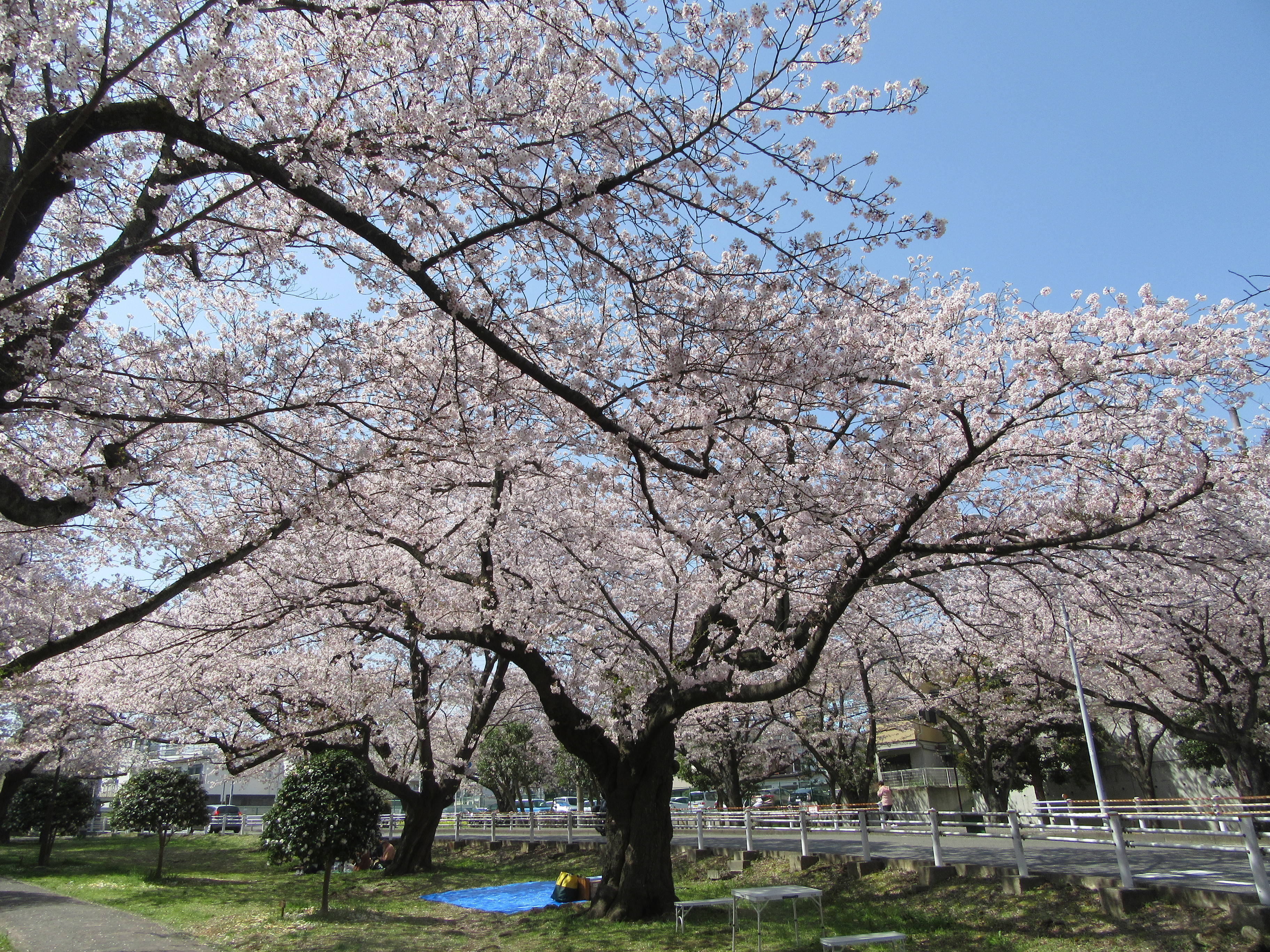 富岡総合公園桜開花情報【3月31日】の写真