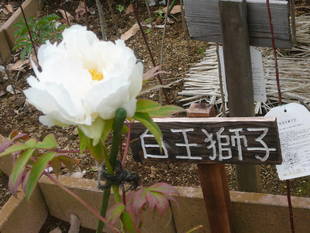 富岡総合公園ボタン開花情報【4月17日】