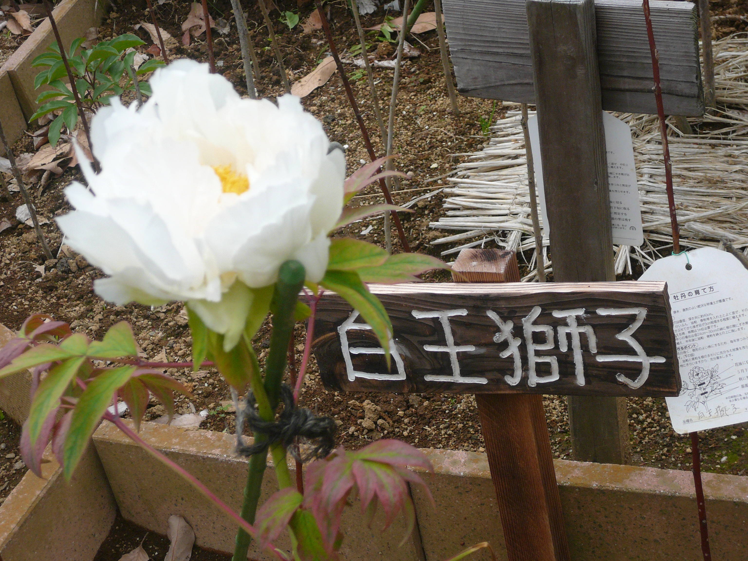 富岡総合公園ボタン開花情報【4月17日】の写真