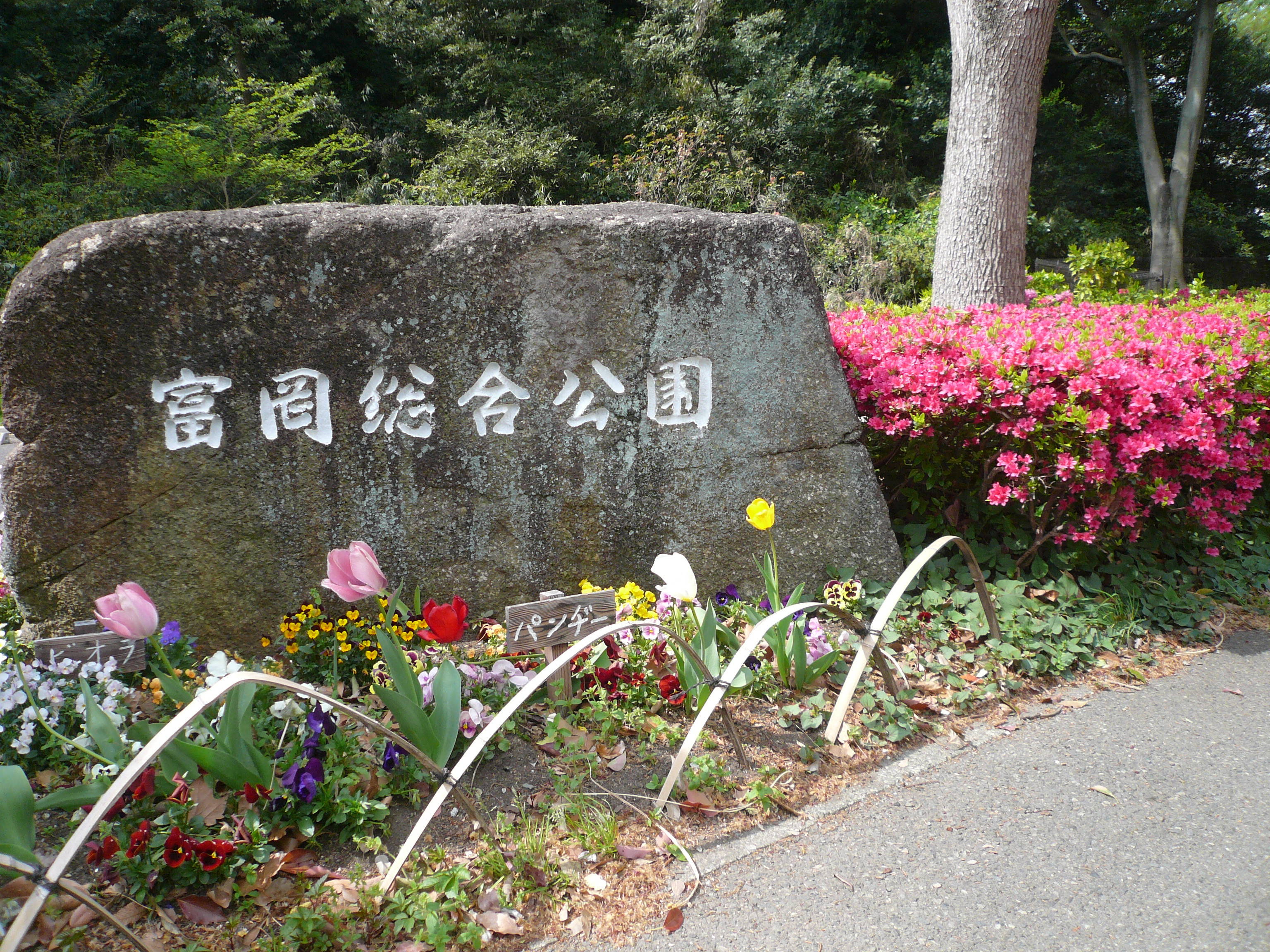 春の花だよりの写真