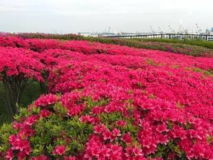 みなとみらいを一望