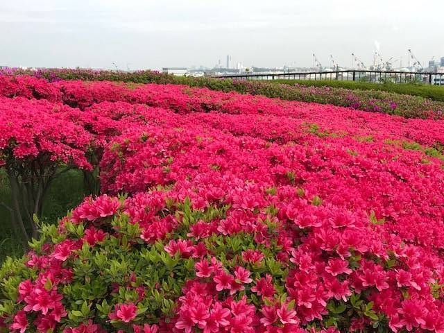 みなとみらいを一望の写真