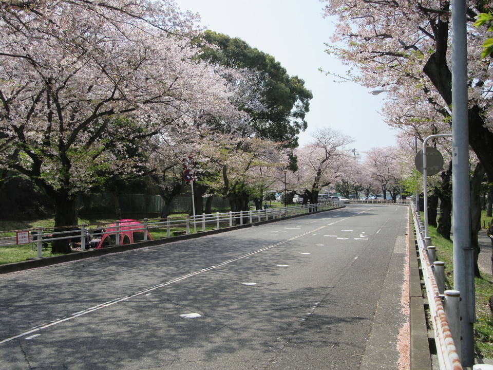 富岡総合公園桜開花情報【4月2日】の写真