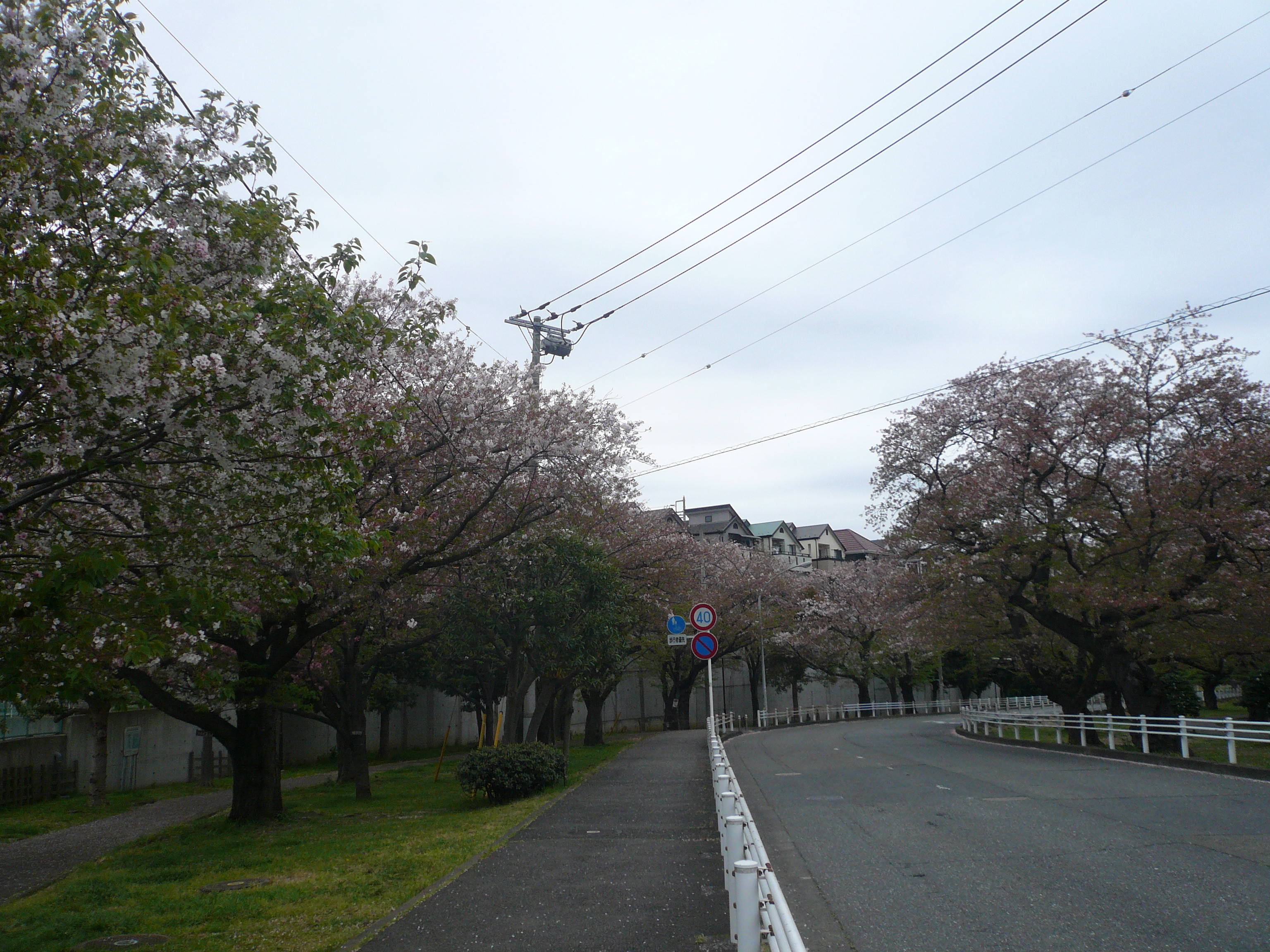 富岡総合公園桜開花情報【4月5日】の写真