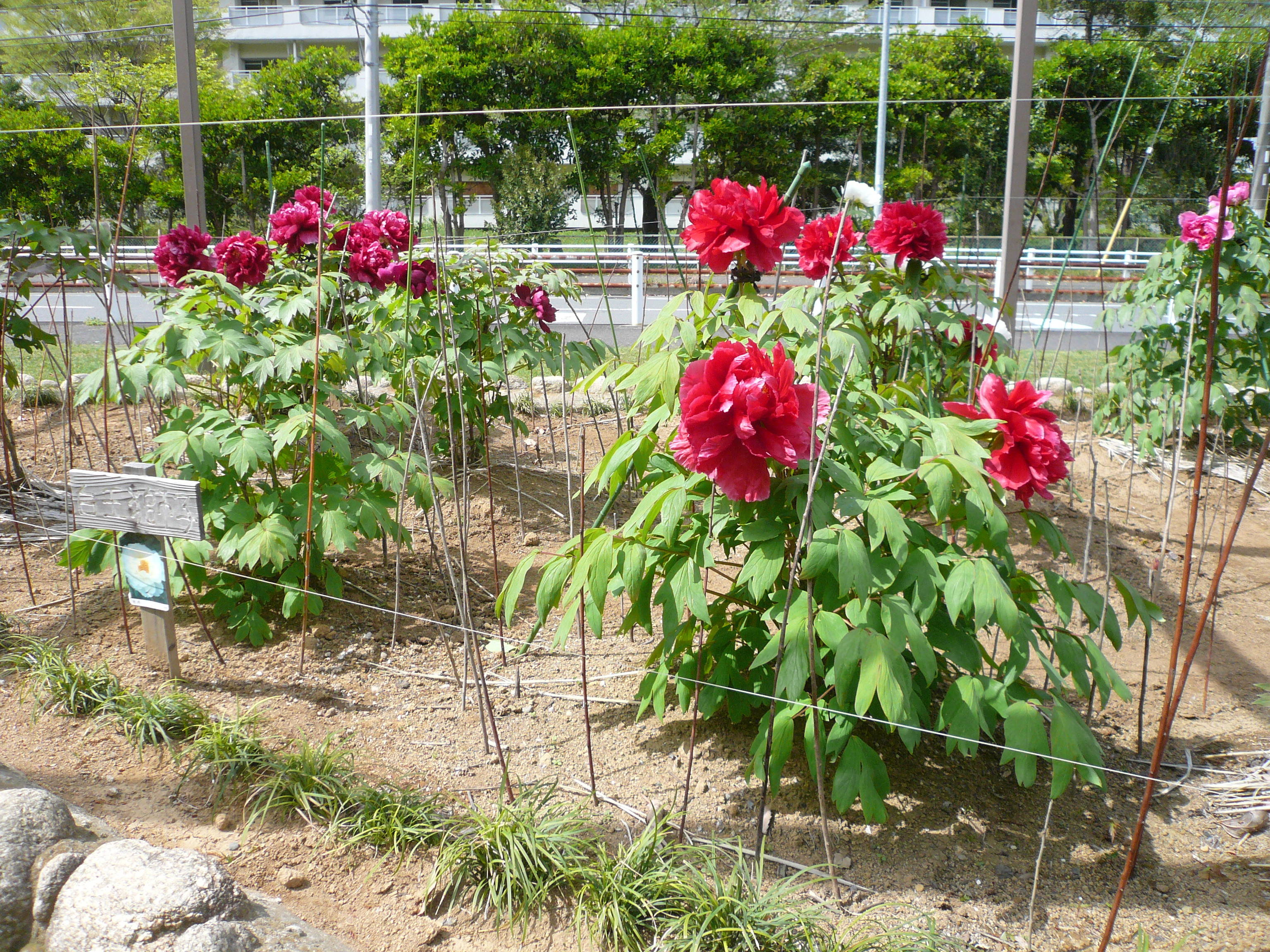富岡総合公園ボタン開花情報【4月11日】の写真
