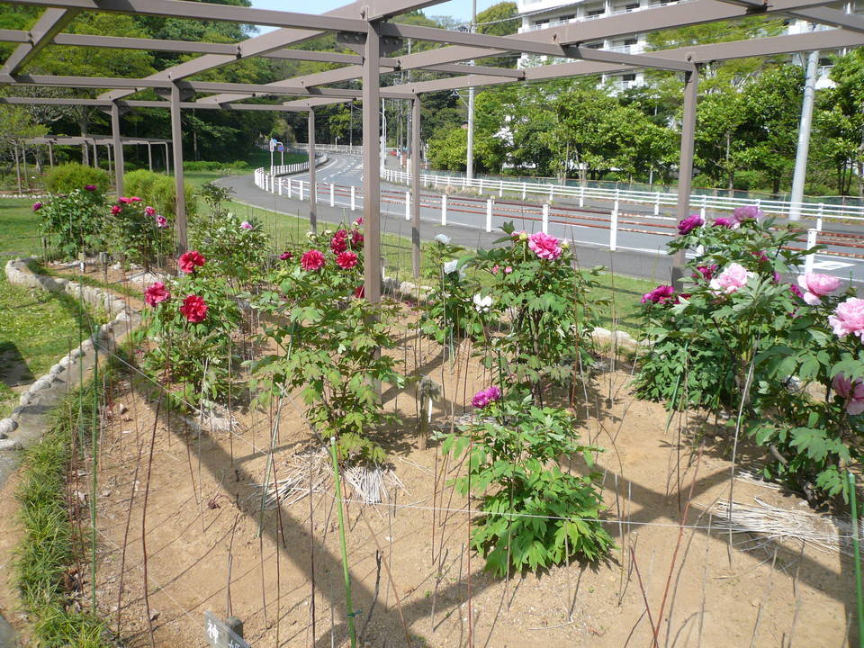 富岡総合公園ボタン開花情報【4月13日】の写真
