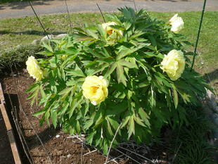 富岡総合公園ボタン開花情報【4月20日】