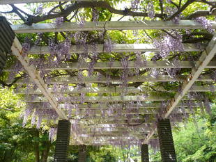 薄紫の藤の花が見ごろです