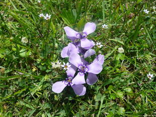 小振りで可憐なチリアヤメが咲いてます