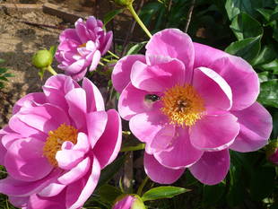 シャクヤクがきれいに咲きました