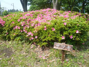 公園一帯にサツキが咲いてます