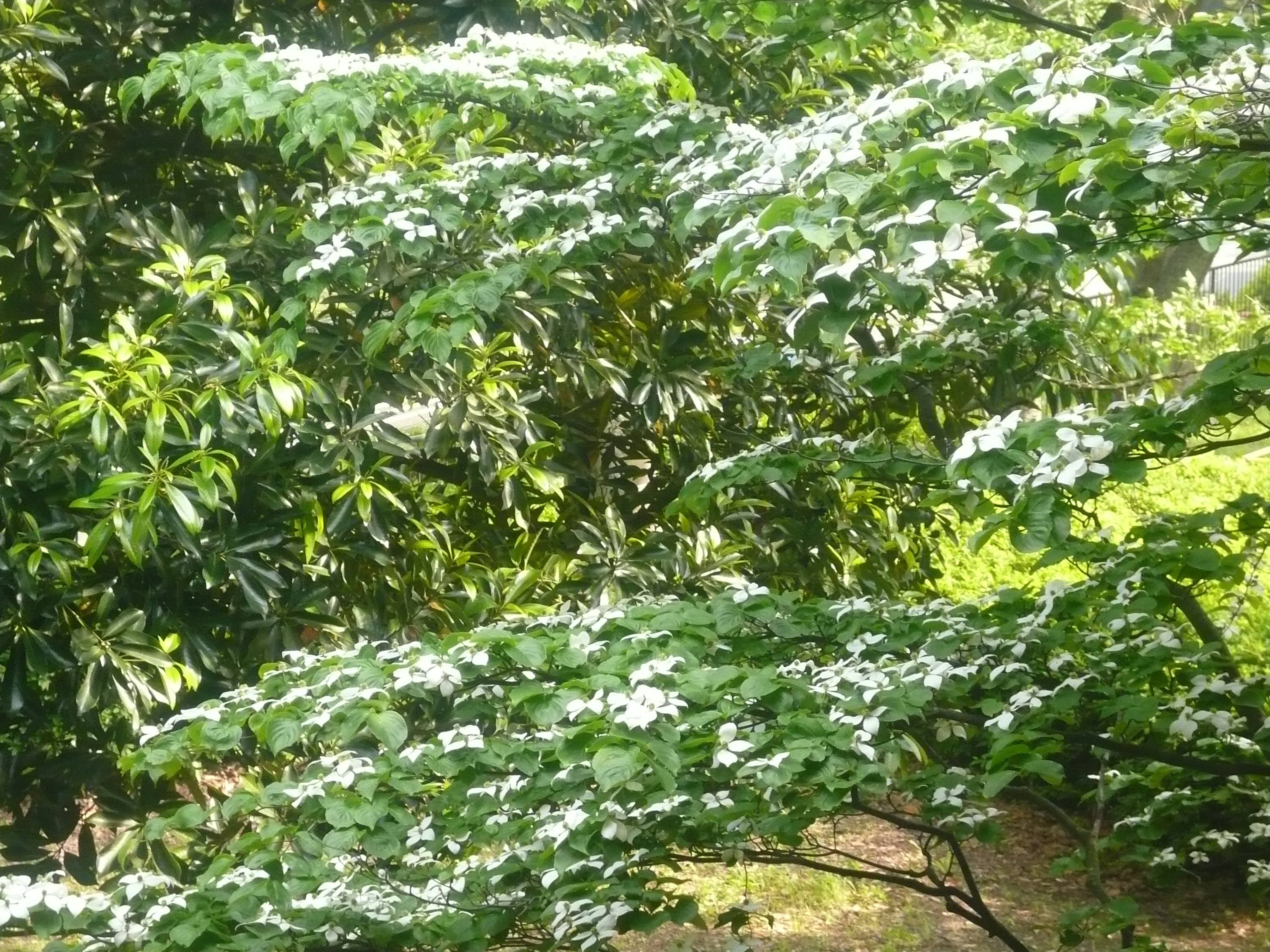 ヤマボウシが咲いてますの写真