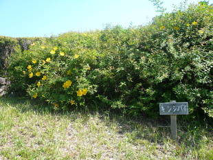 キンシバイが咲き始めました