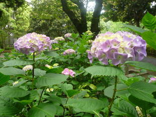 アジサイが咲き始めました