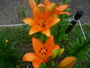 富岡総合公園ユリ開花情報【5月31日】