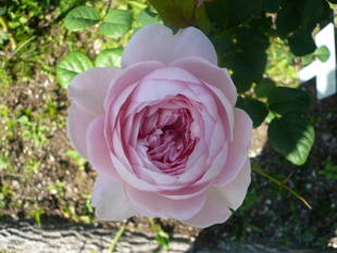 一番バラが咲き始めました