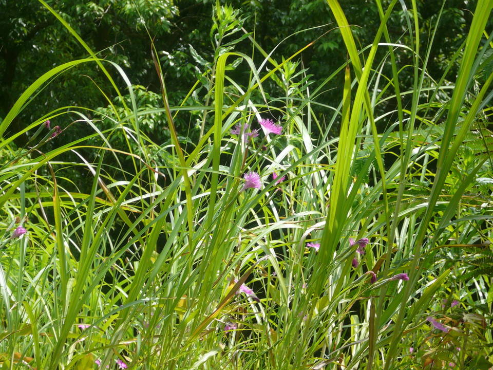 ナデシコが咲いていますの写真