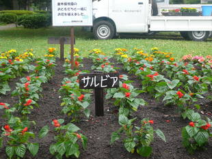 花壇で花植えを行いました