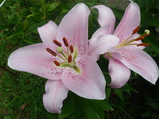 富岡総合公園ユリ開花情報【6月13日】