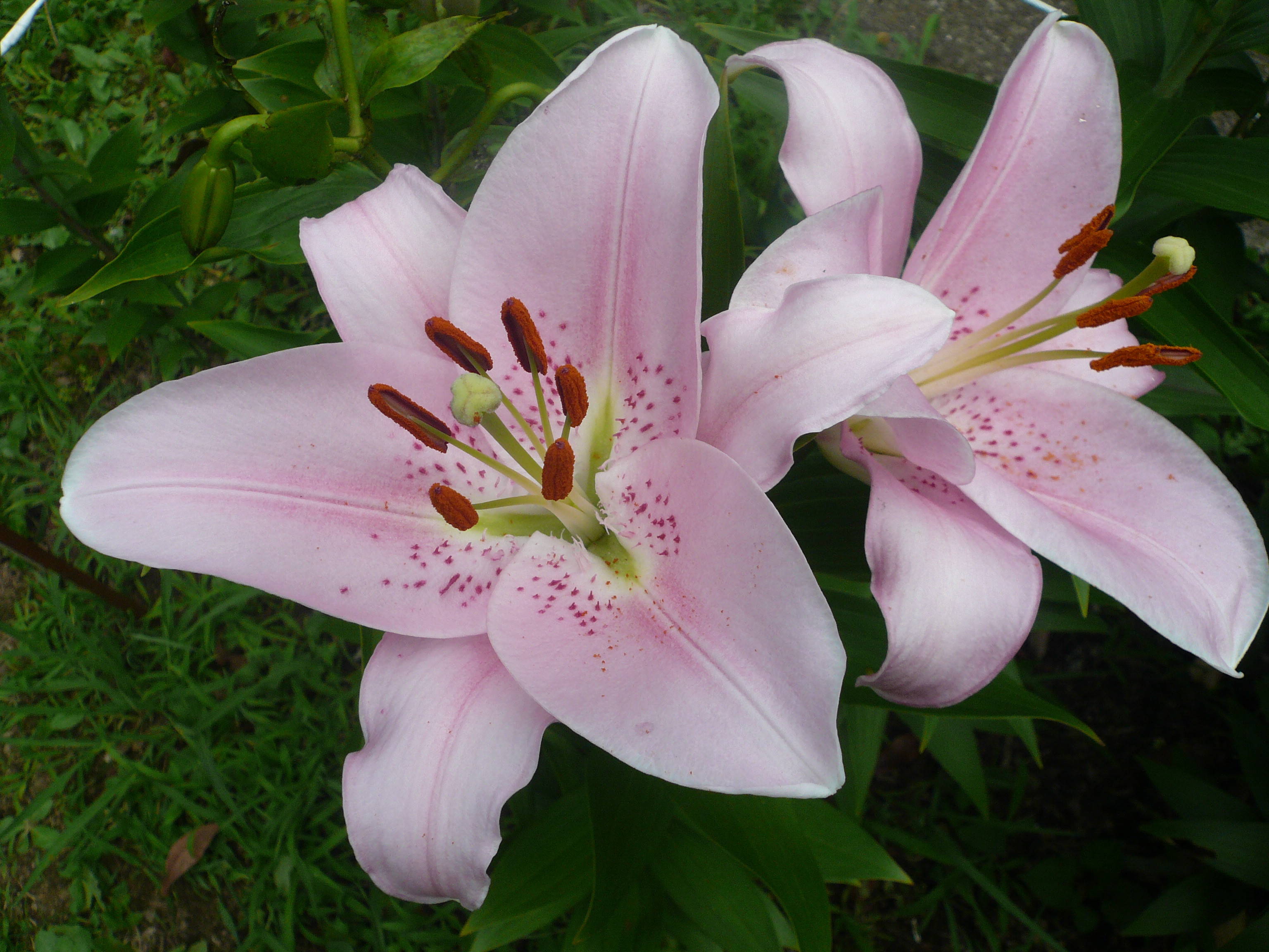 富岡総合公園ユリ開花情報【6月13日】の写真